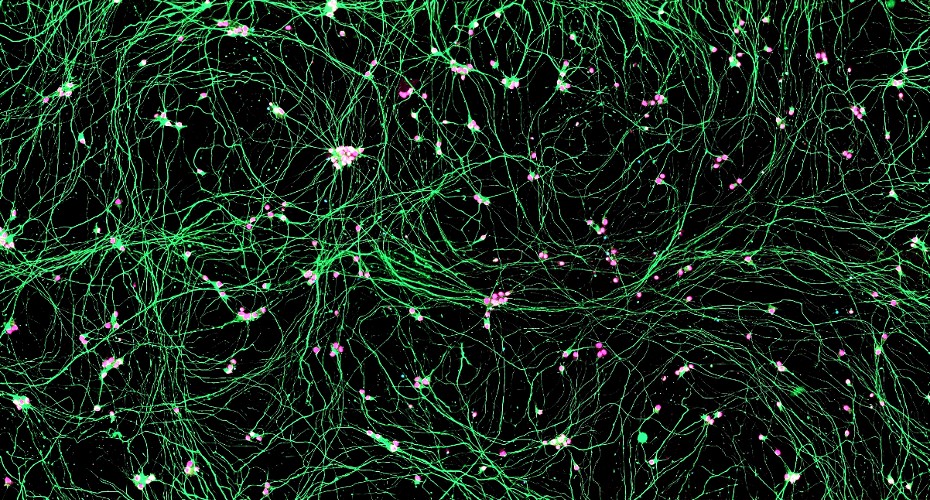 Stem cell models research group